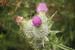 Thistle 2033