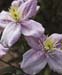 Wild Rose 0437