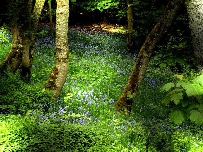 Bluebells