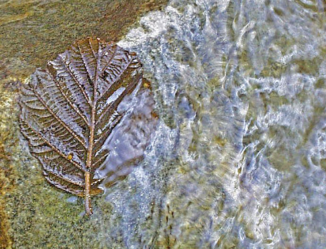 Caught in the Stream