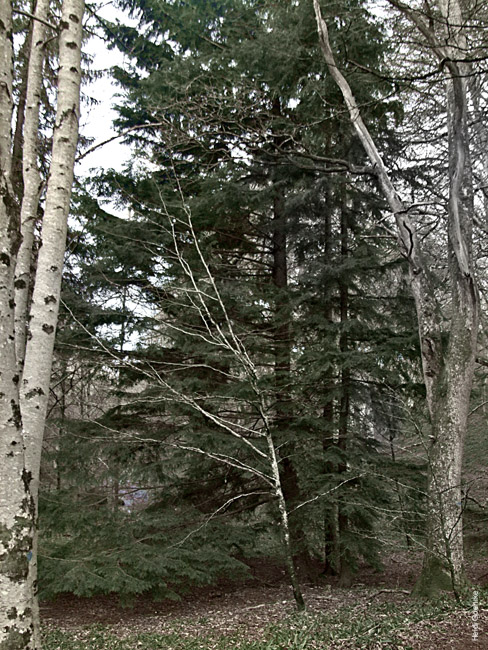 Cawdor Woods 1207