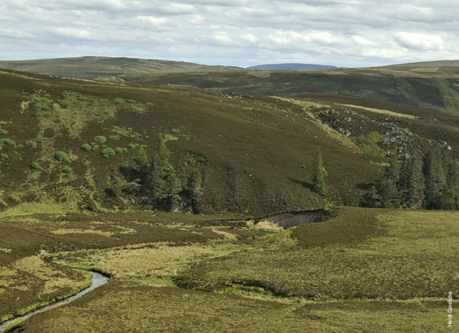 Dalness 0369