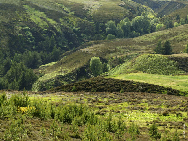 Dalness 0371