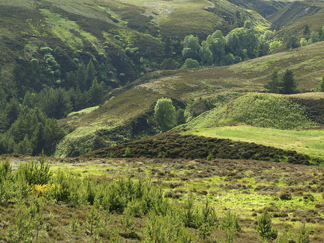 Dalness3