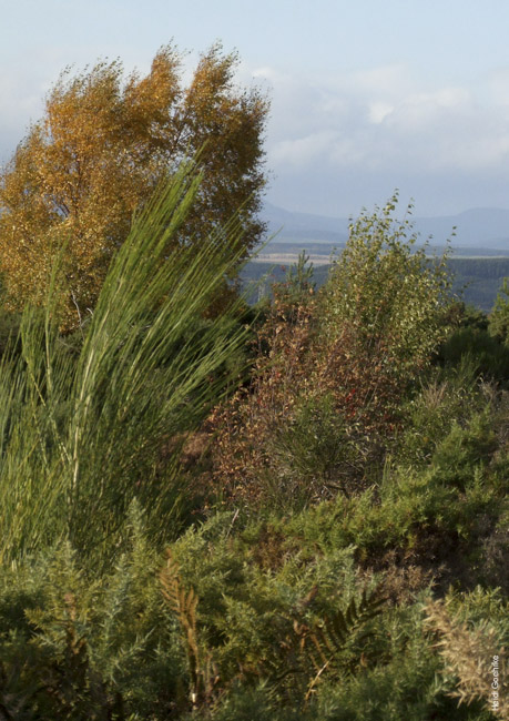Daviot Forest 1166