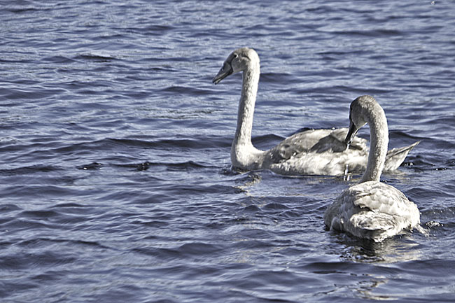 Fort Augustus Swans 1033