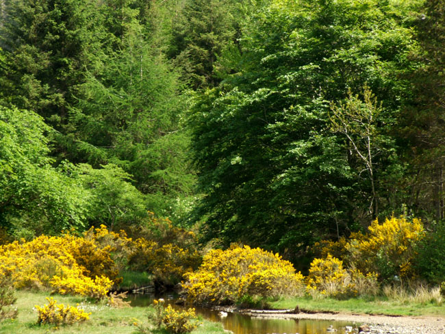 Gairloch Flowerdale Glen 1102