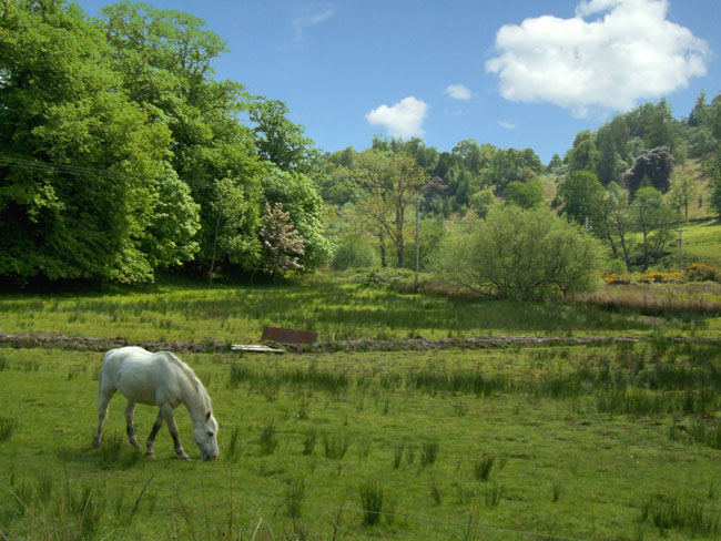 Gairloch Horse at Flowerdale Glen 1107