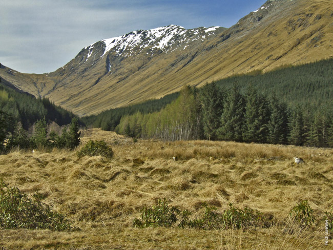 Glencoe 0141X