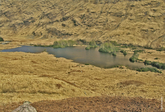 Glencoe 0143X