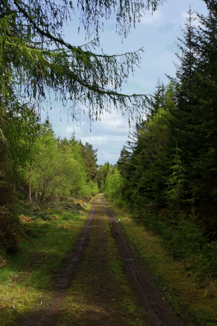 In the Woods 0414