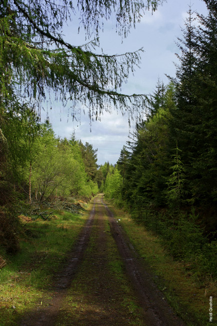Mam Mor Forest 0414