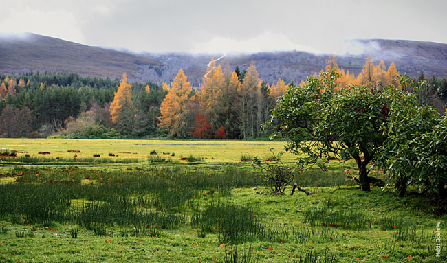 Moy Estate_2428