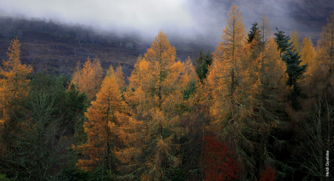 Moy Estate_2433
