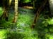 Bluebells