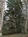 Cawdor Woods 1207