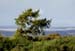 Daviot Forest 1163