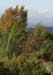 Daviot Forest 1166