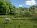 Gairloch Horse at Flowerdale Glen 1107