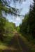 In the Woods 0414