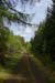 Mam Mor Forest 0414