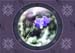 Purple Spring