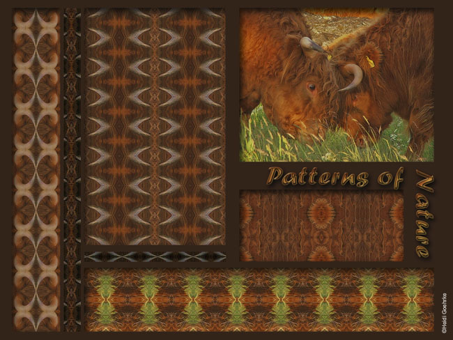 Highland Cattle