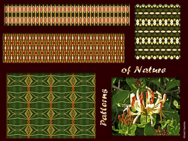 Honeysuckle