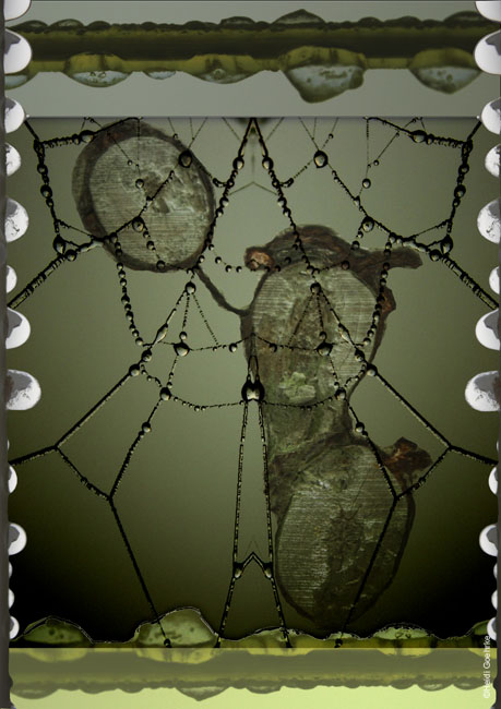 Webdrops