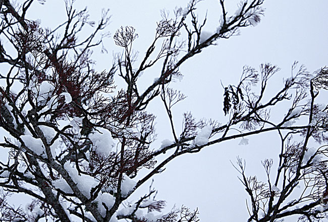 Covered in Snow 1589