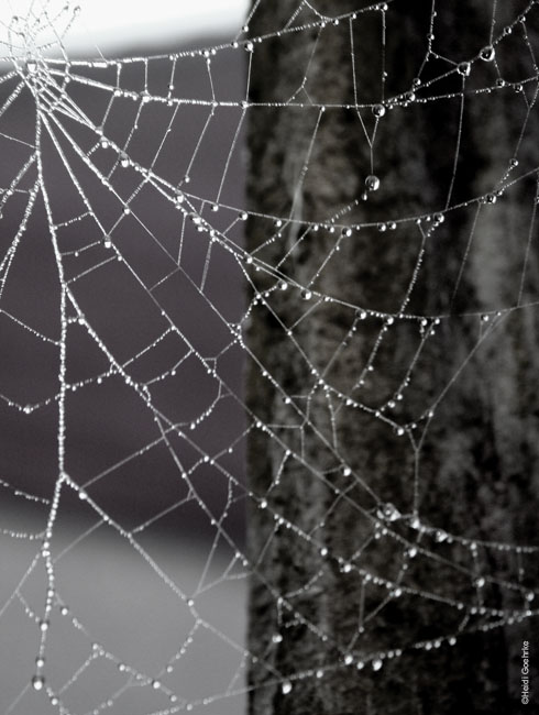 Rainweb 1214