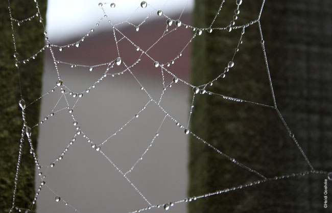 Rainweb 1216