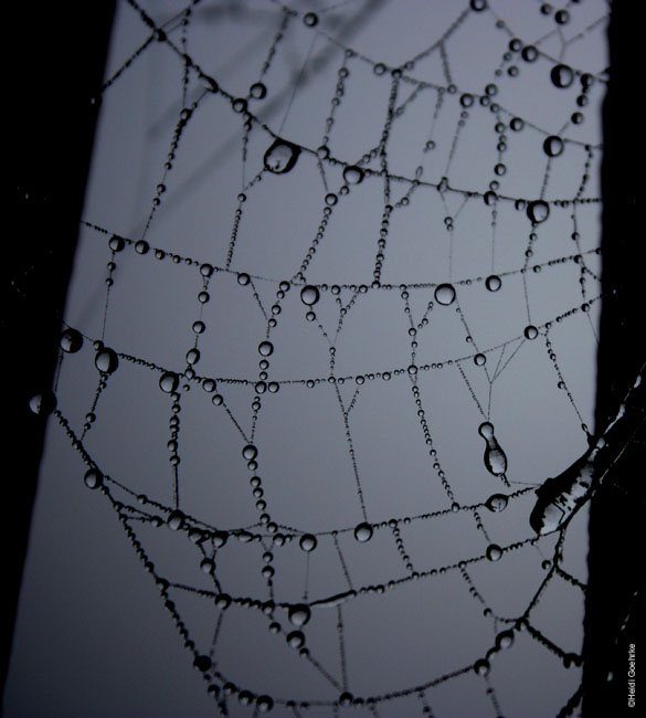 Rainweb 1218