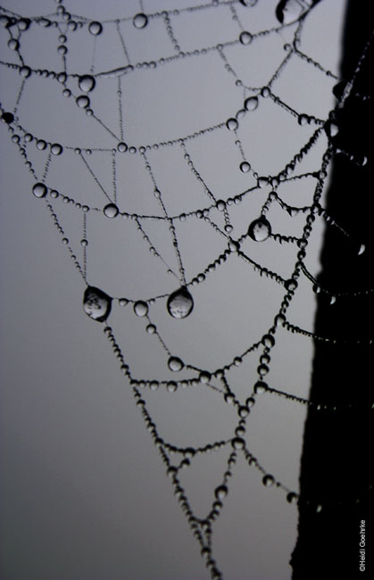 Rainweb 1220