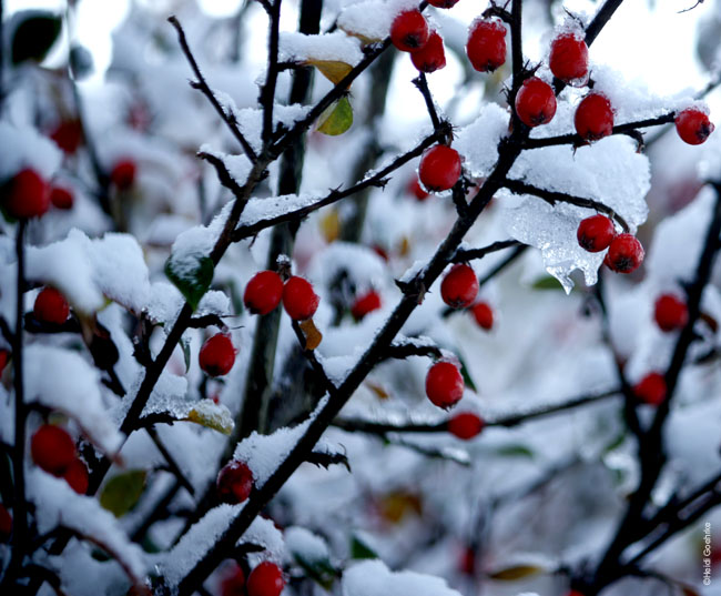 Red Berries under the Snow1505
