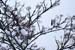 Covered in Snow 1589