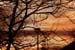 November Sun 1513