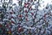 Red Berries under the Snow 1504