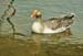 Oxford Goose 0553