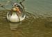 Oxford Goose 0554